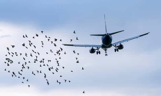 birds plane